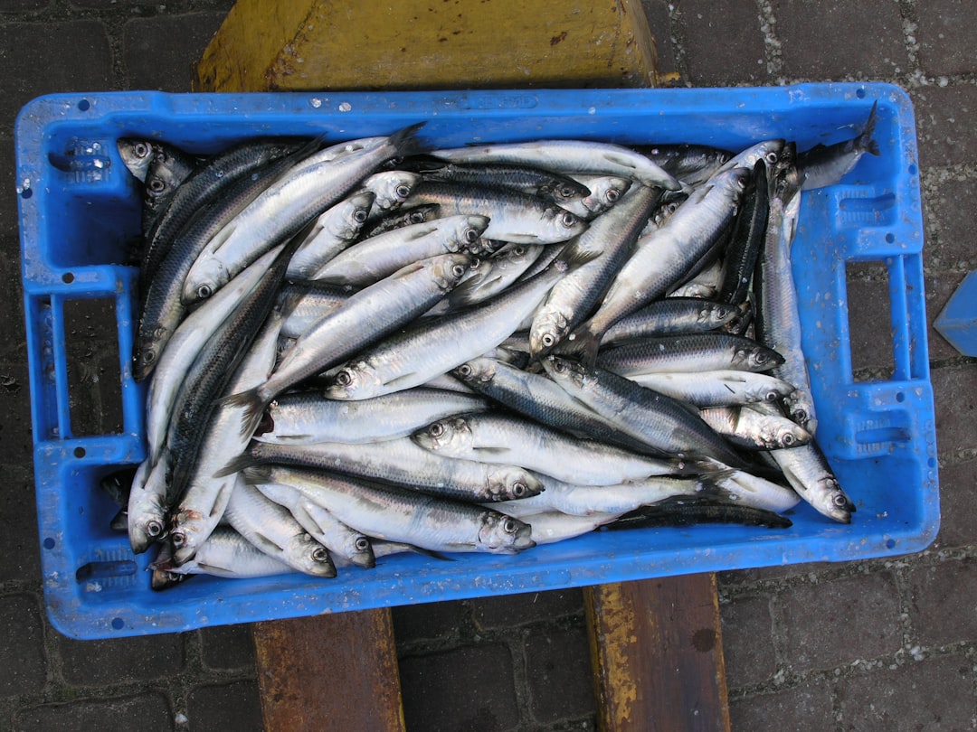 Photo mackerel quota disputes
