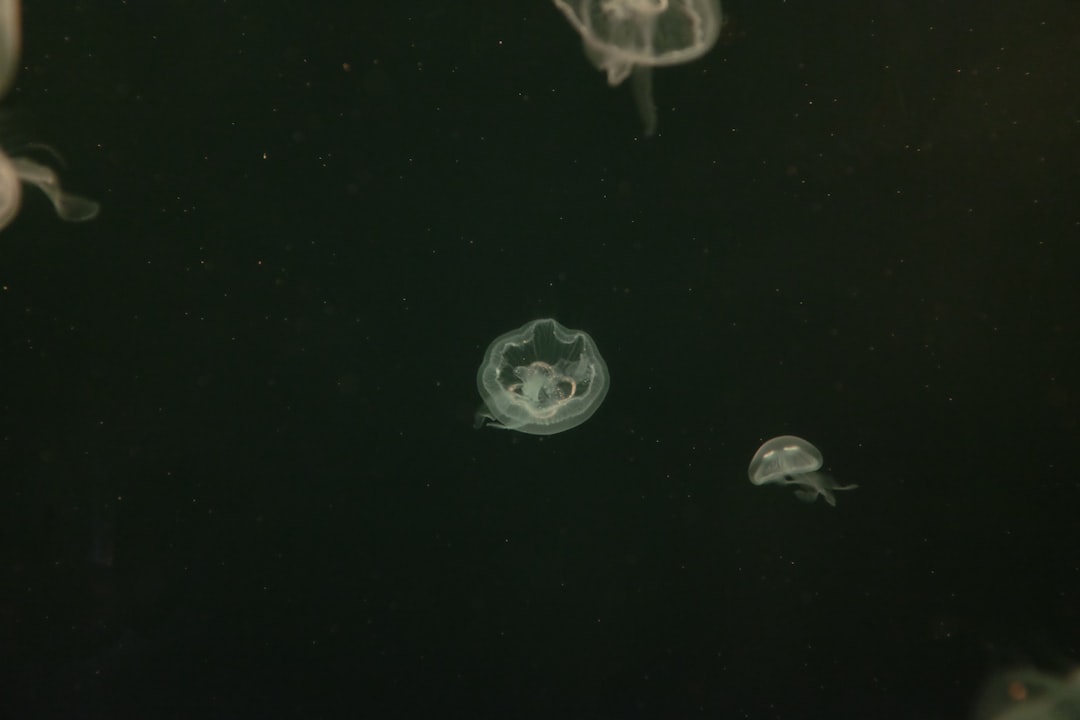 Photo zooplankton