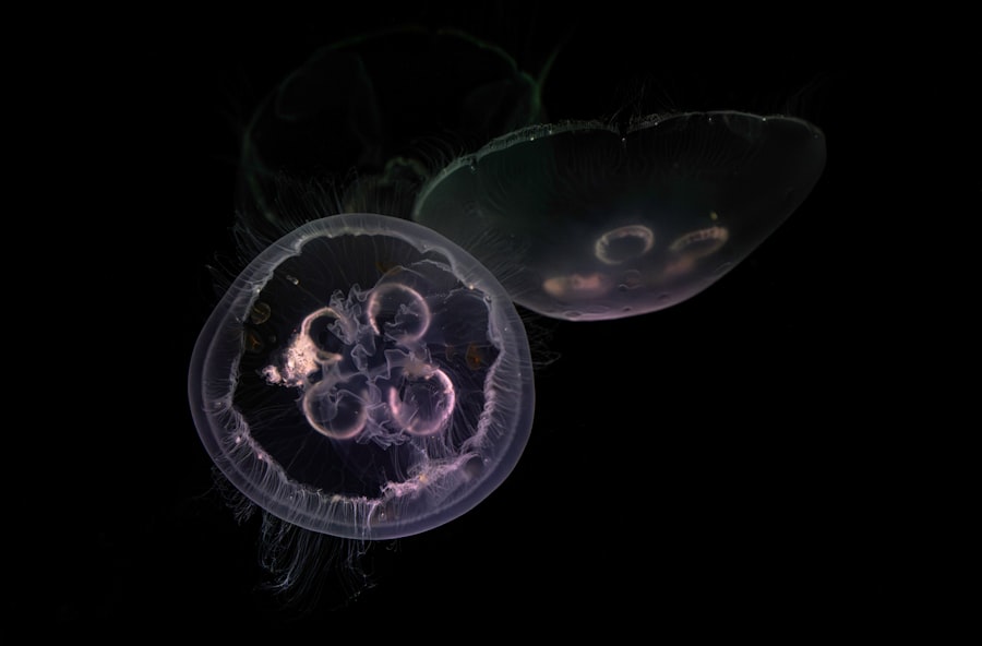 Photo zooplankton