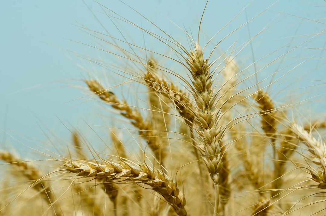 Photo strategic grain reserve rotation schemes