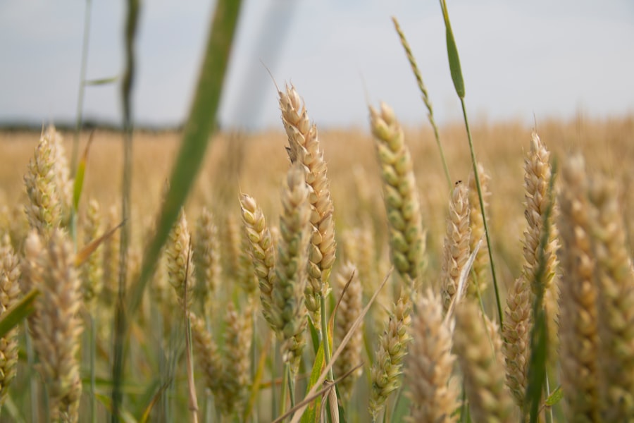 Photo strategic grain reserve rotation schemes