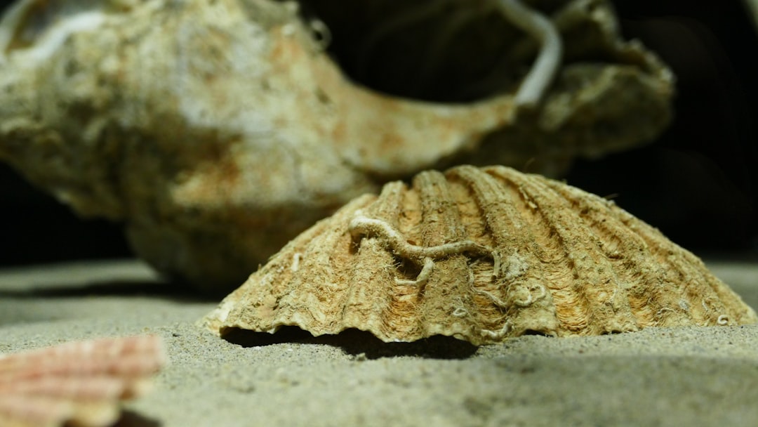 Photo african mantle structure