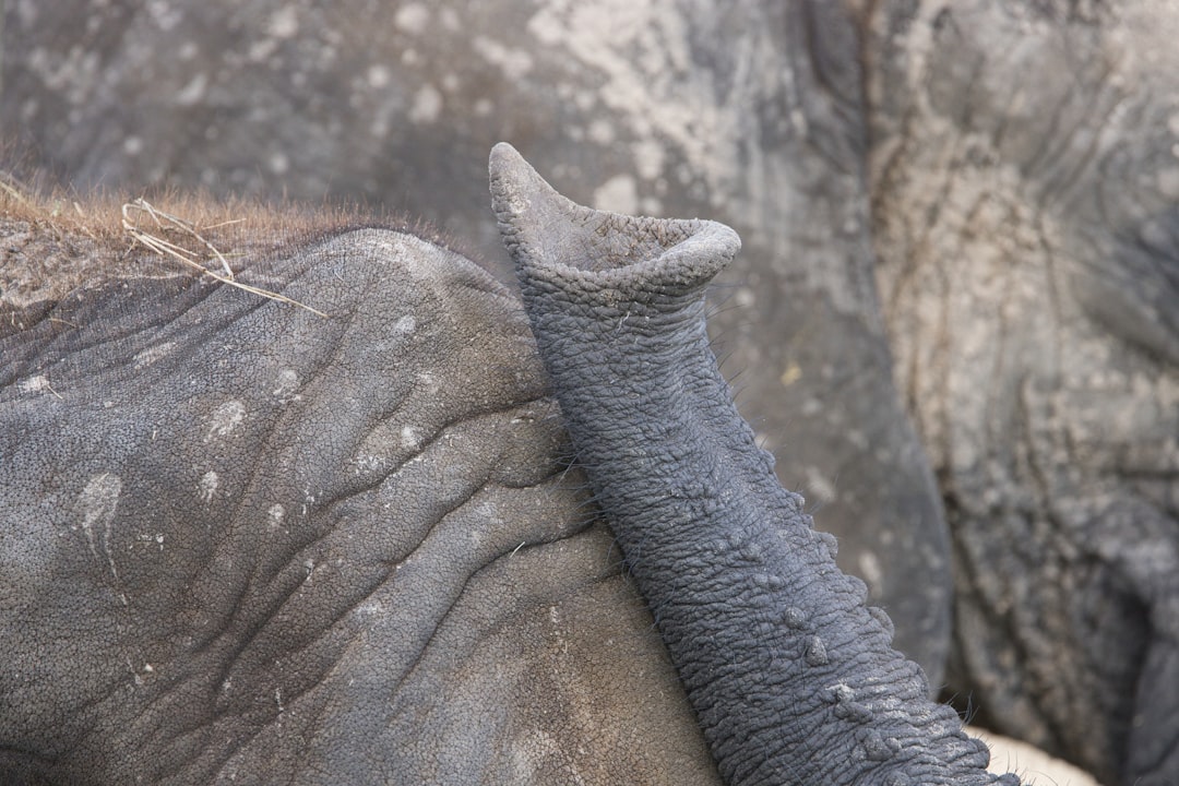 Photo african mantle structure