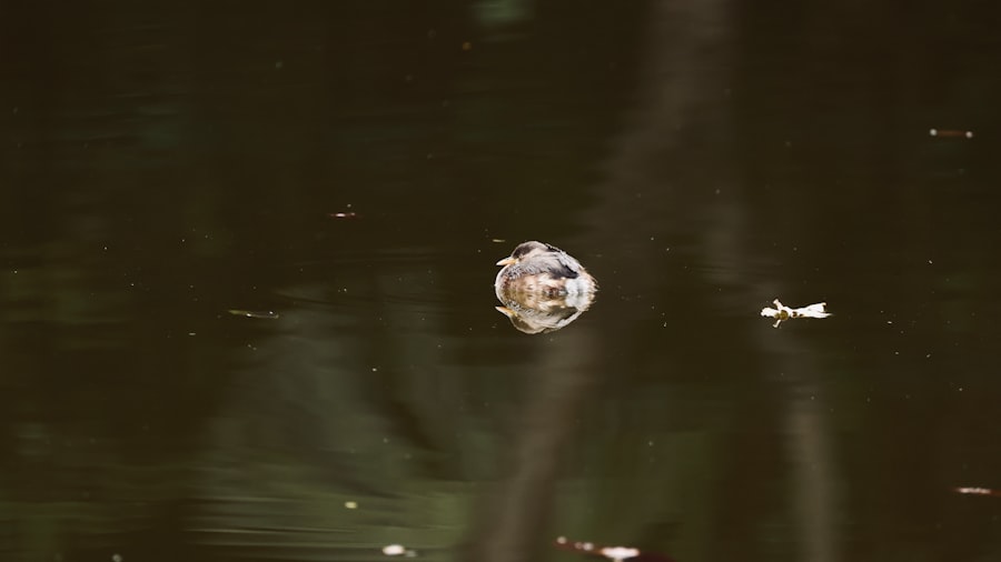 Photo physics phenomenon documentary