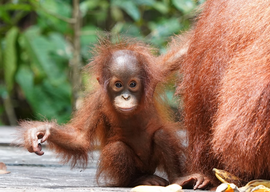 Photo orangutan