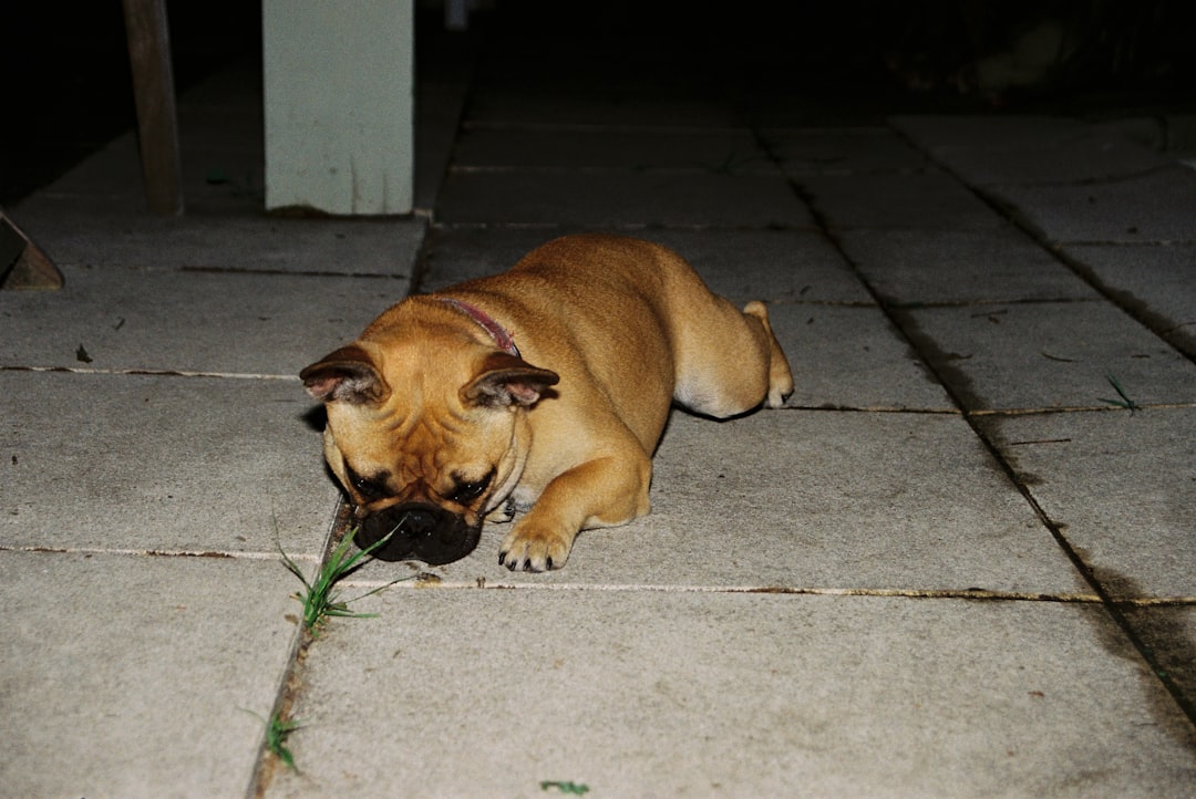 Photo piltdown canine