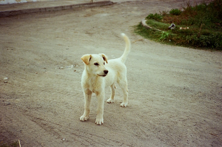 Photo piltdown canine