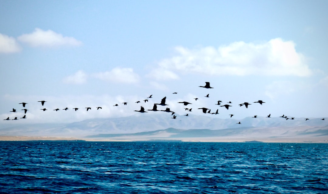 Photo migratory animal magnetic navigation