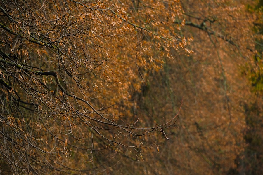 Photo magnetite animal map sensing