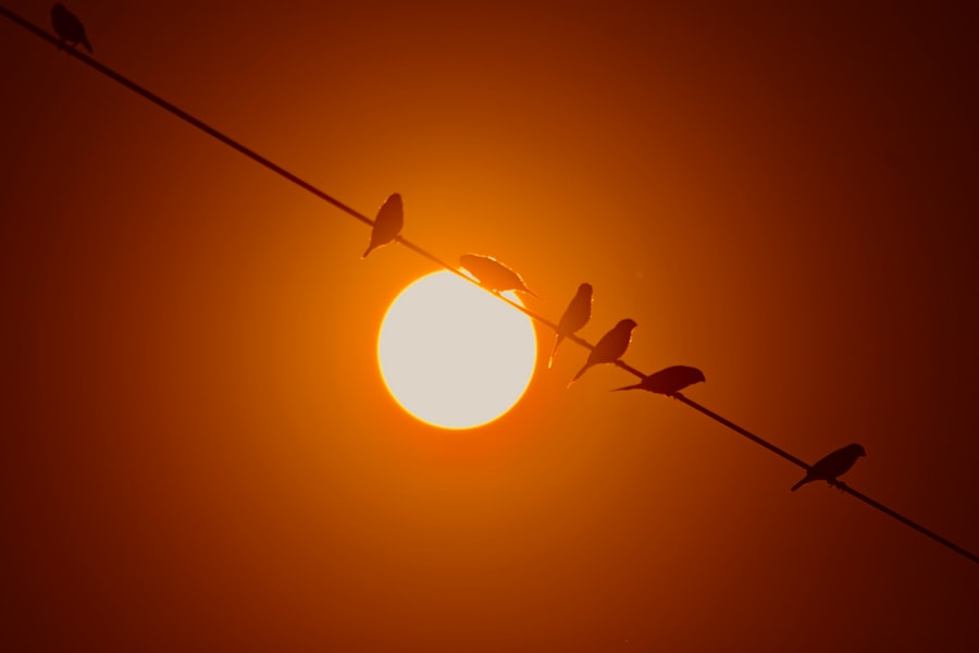 Photo solar storm survival plan