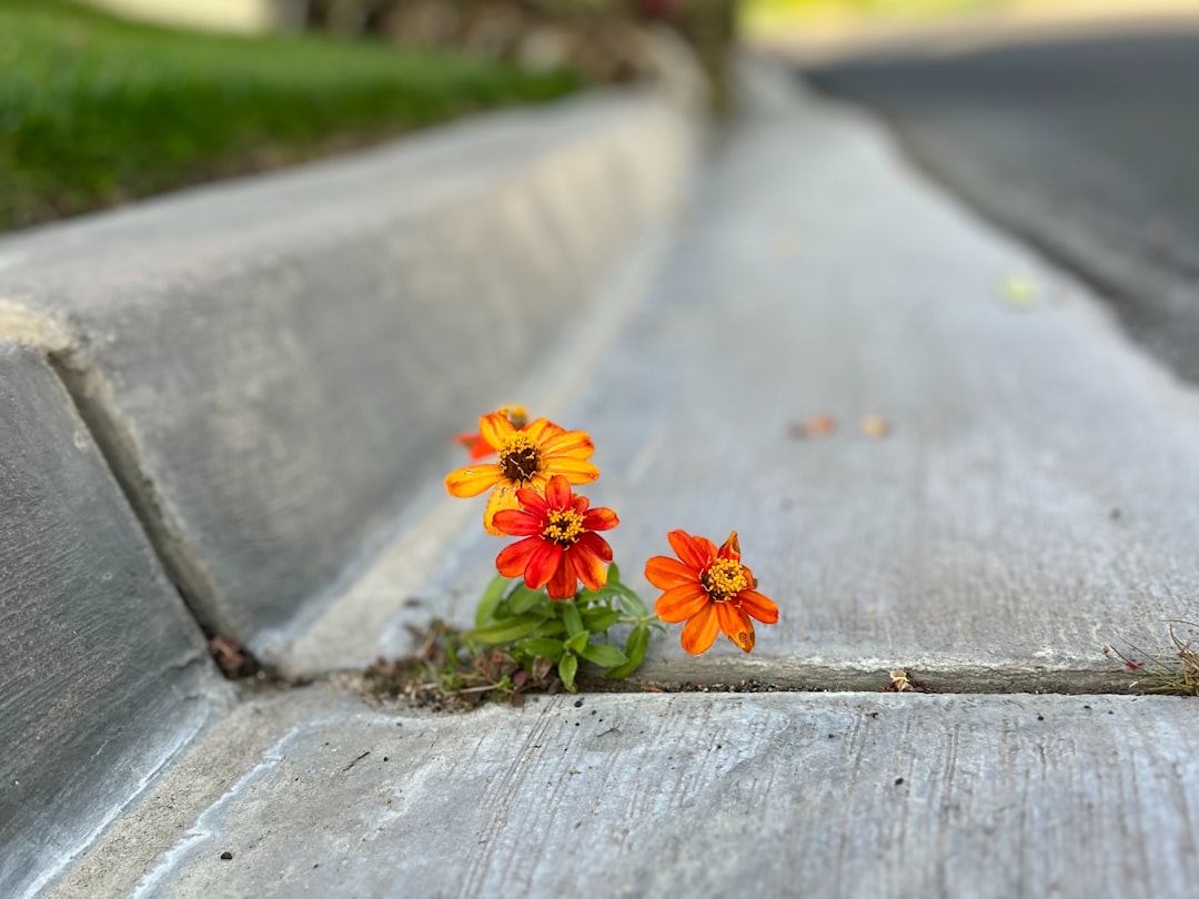 Photo resilience