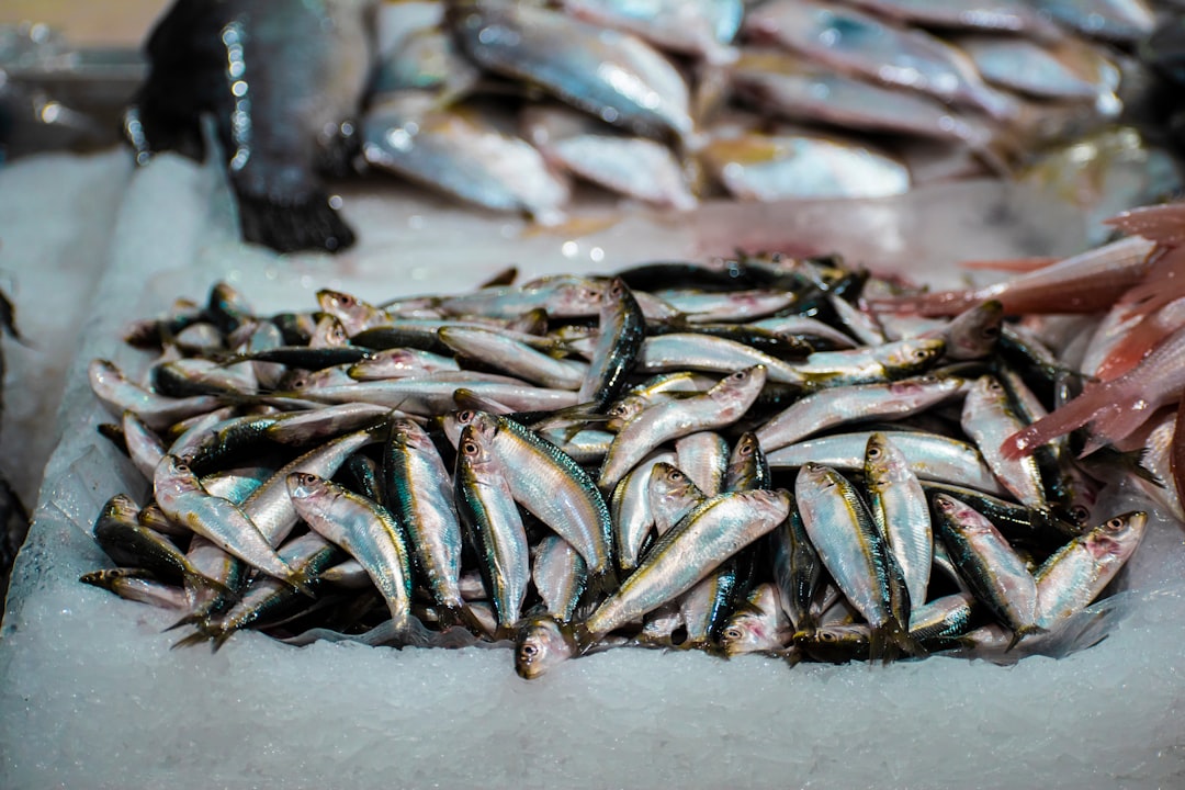 Photo fisheries impact