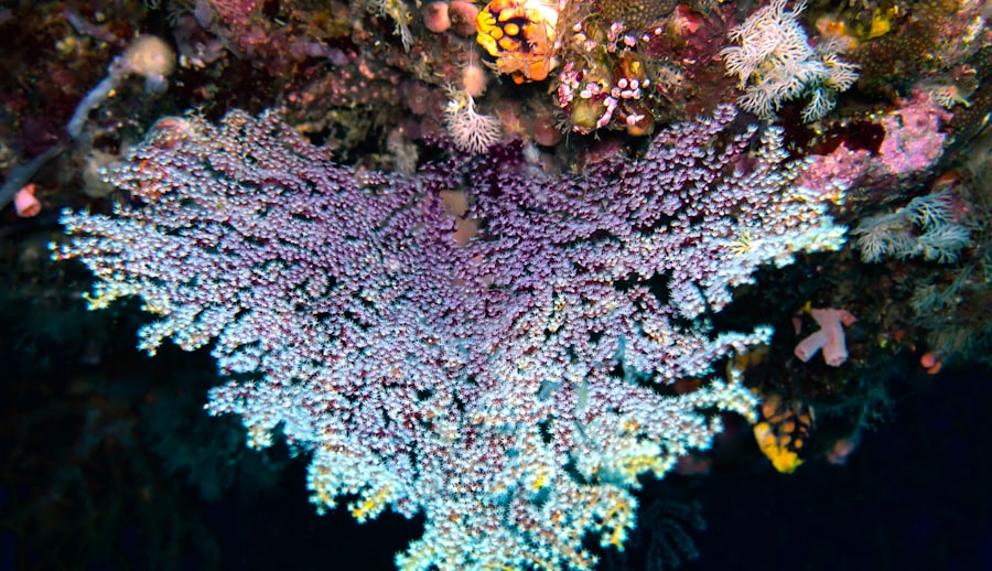 Photo hydrothermal vents