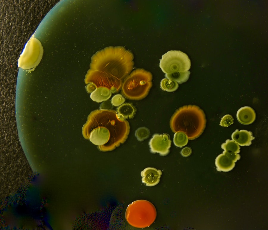 microbial symbiosis