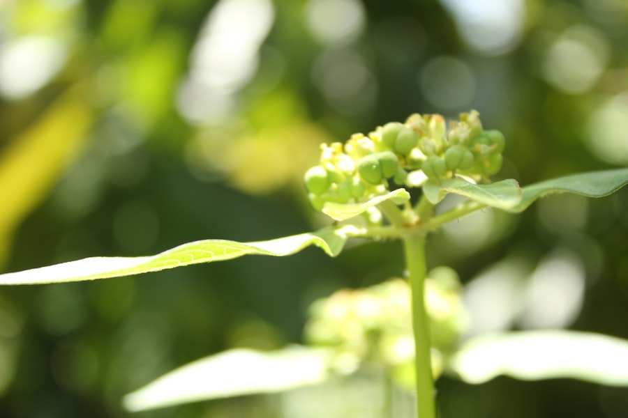Photo alpha-synuclein seeding