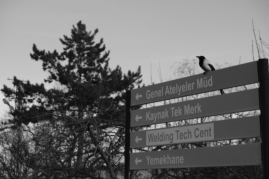 bird magnetite navigation