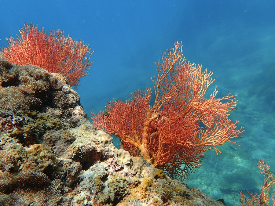 ocean floor