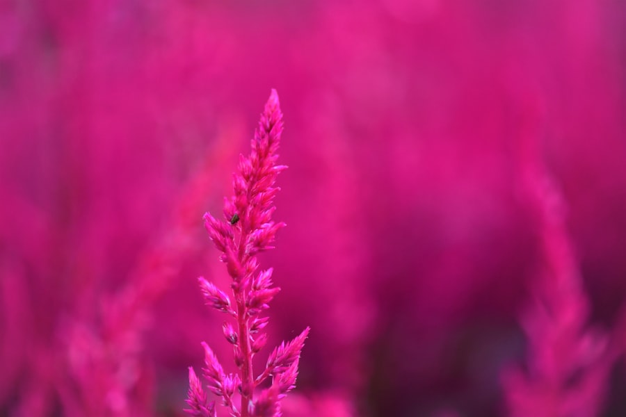 Photo magenta