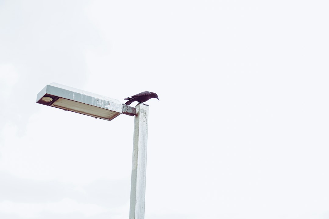 Photo LED streetlight purple warranty